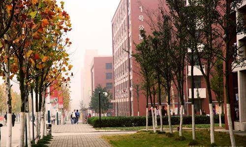 成排楓樹是校園里一道亮麗的風景