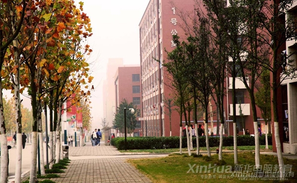 成排楓樹是校園里一道亮麗的風(fēng)景