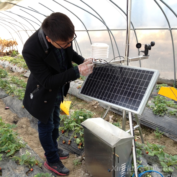 田野正在自己的草莓種植基地內查看棚內環境數據